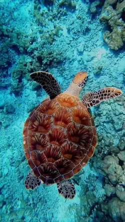 Turtles, Nature