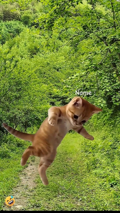 Gato Engraçado.? 