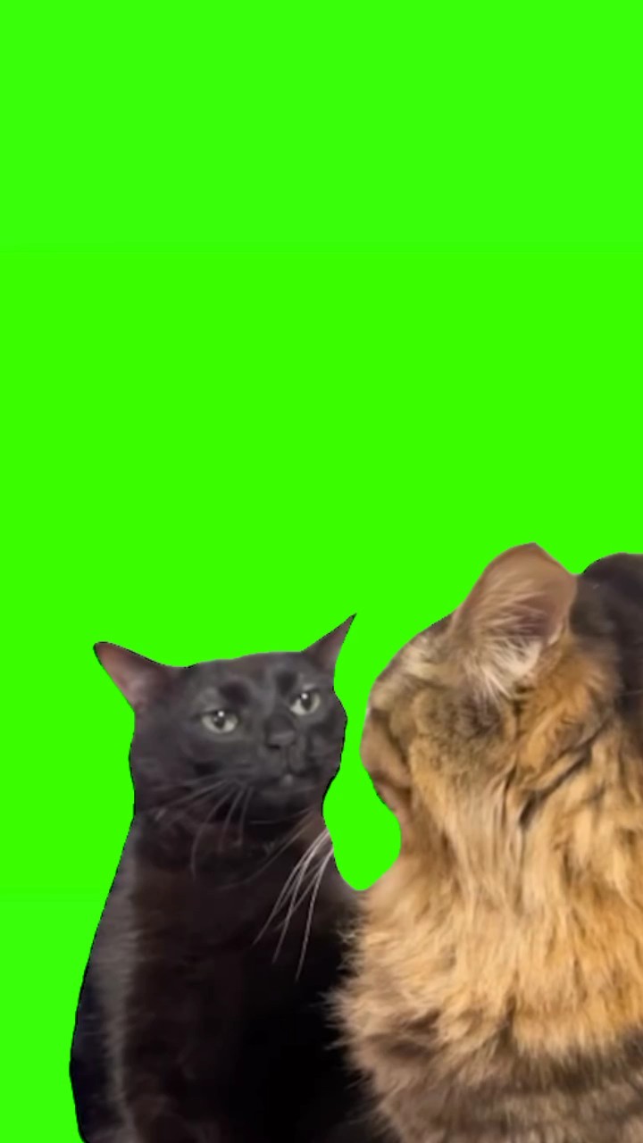 meme wajah kucing