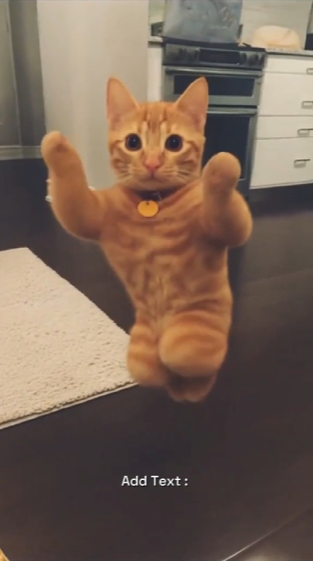 Komik Kedi. 