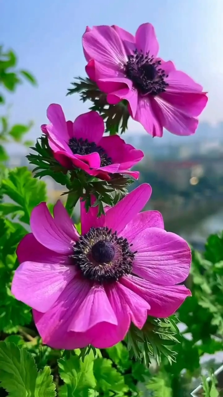 çiçeklerim