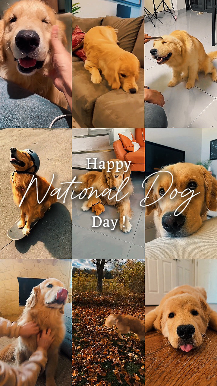 Día Nacional del Perro