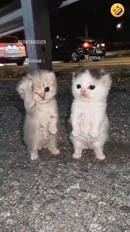 Dance Cat Trend