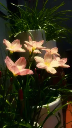 flower 