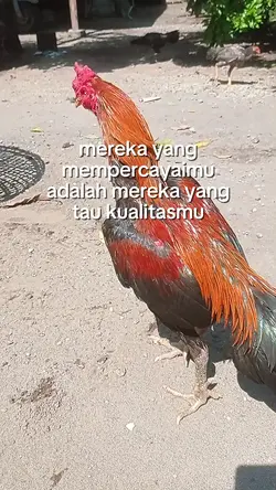 story ayam