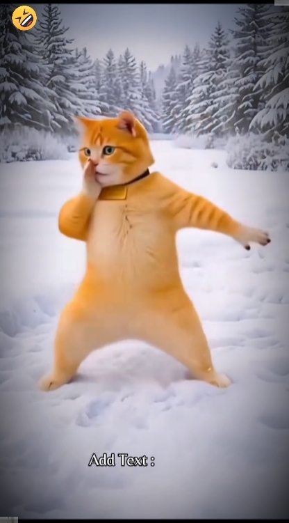 Cute Cat