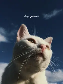 Arabic song 