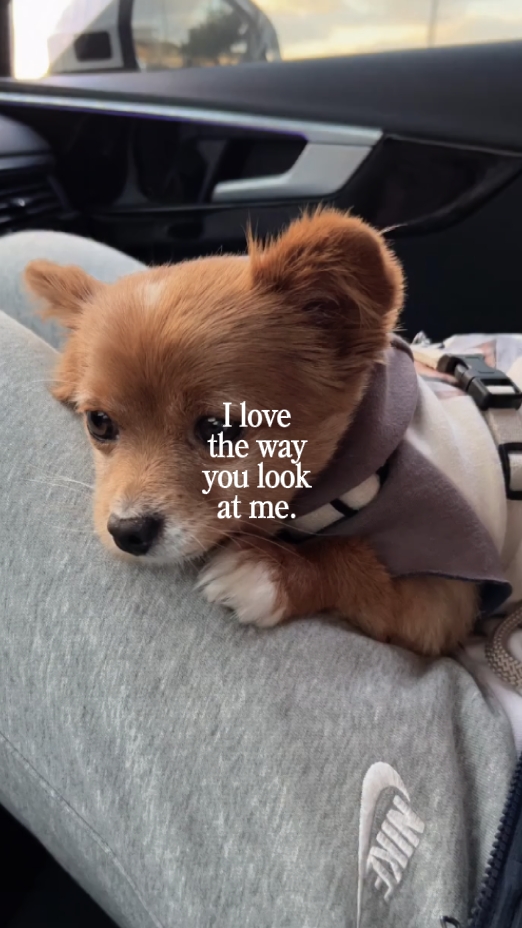 Baby Hund