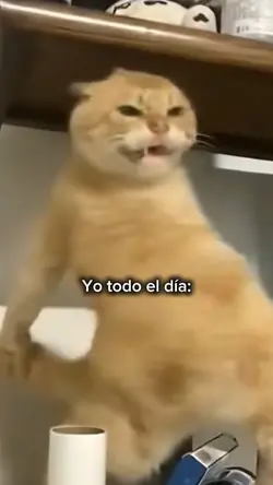 Yo todo el día