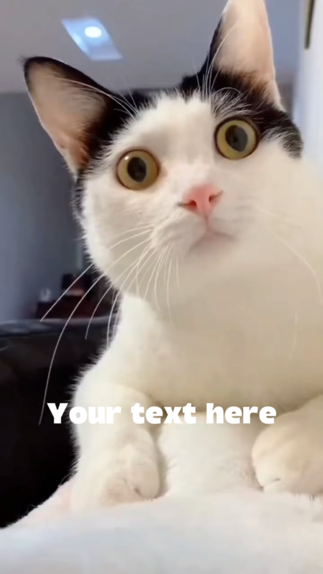 Memes kucing lucu