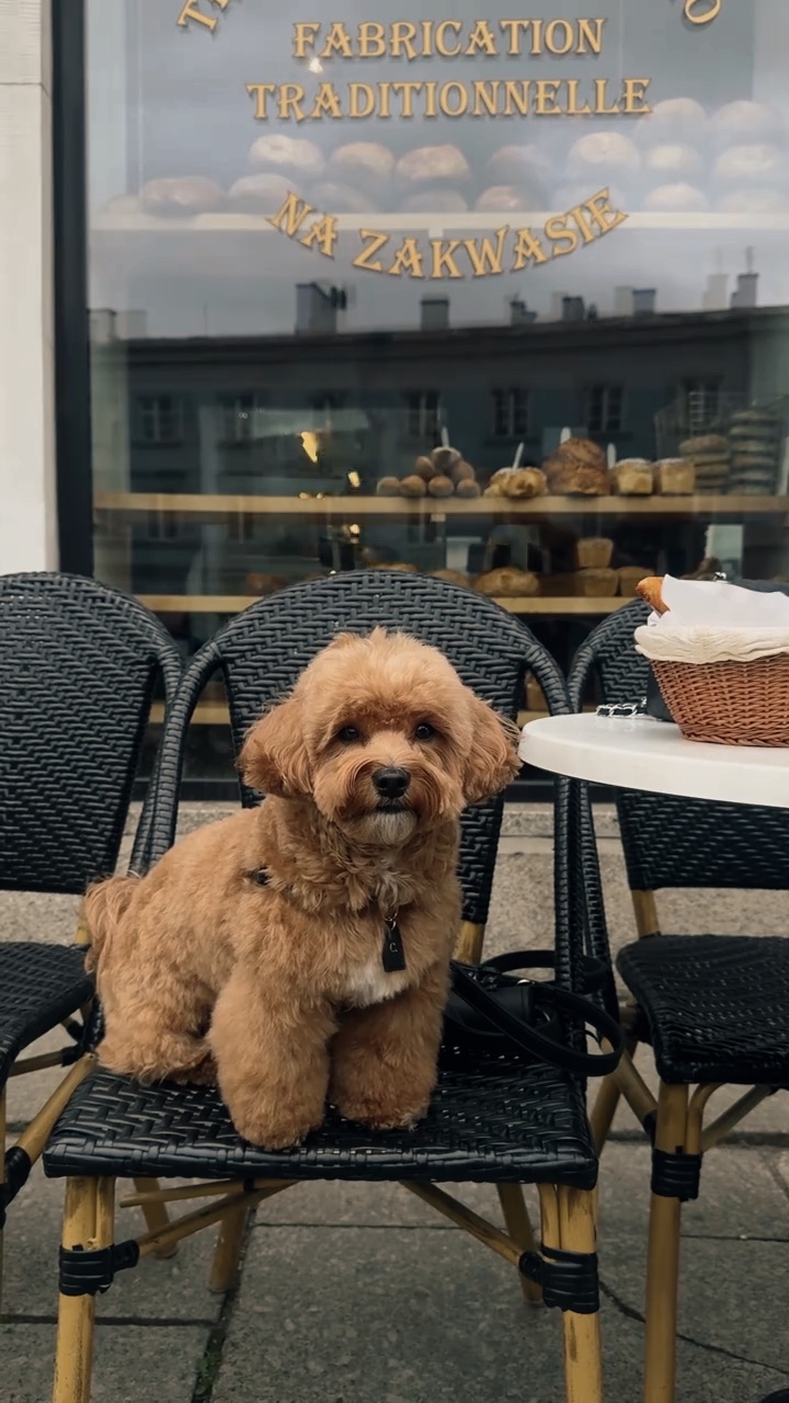 Cachorro adorável