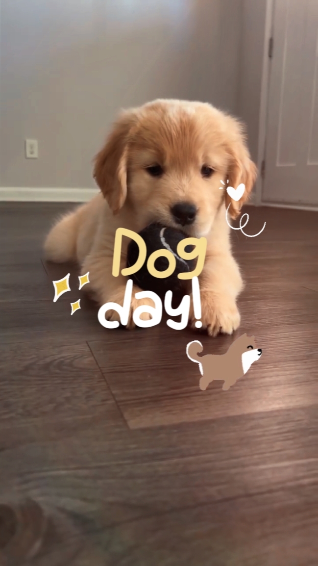 Día del perro.