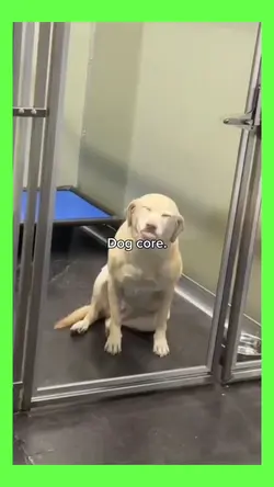 @core dog