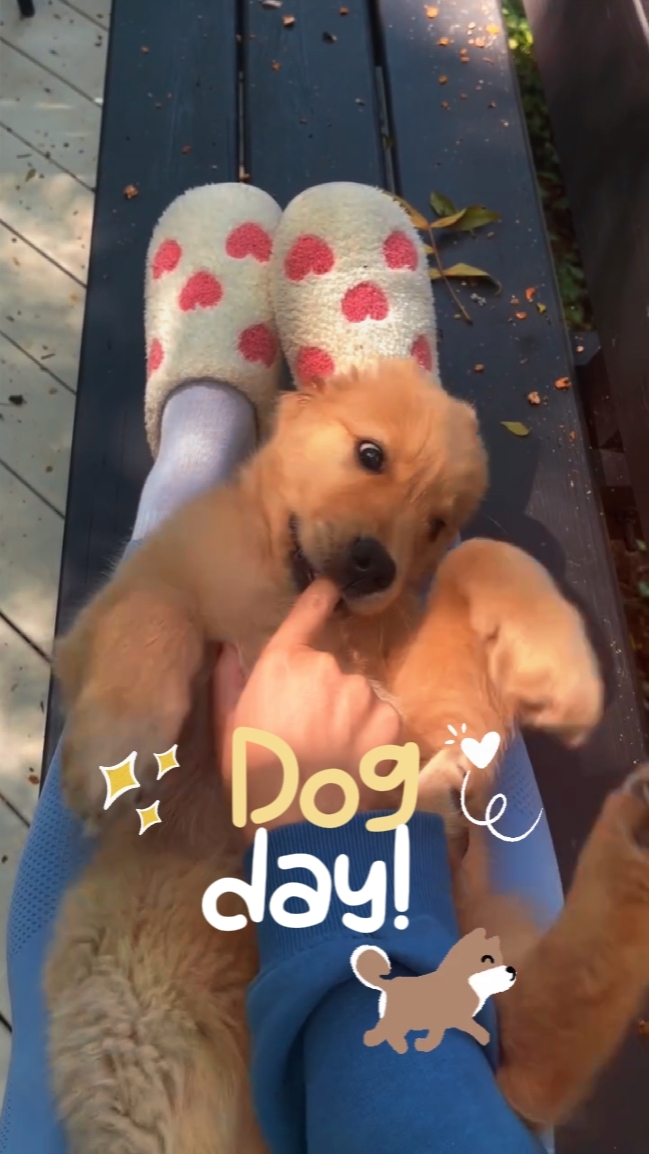 Dia do cão 2026