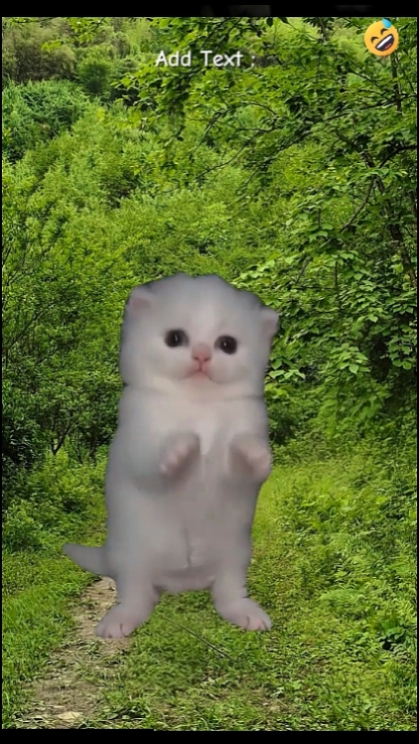 Funny Cat