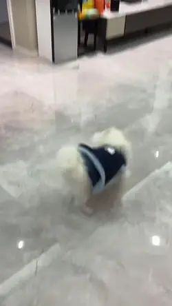 Pomeranian core