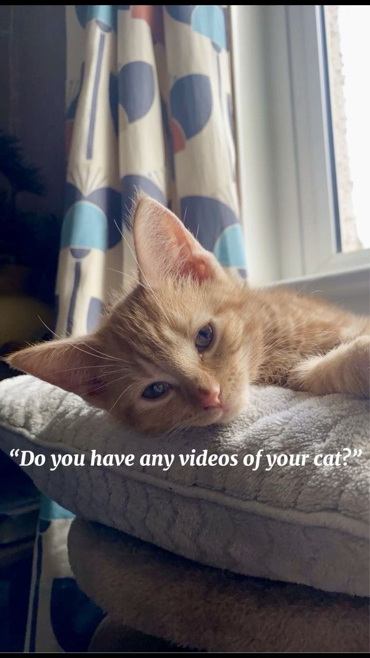Videos of my cat 💕✨ 