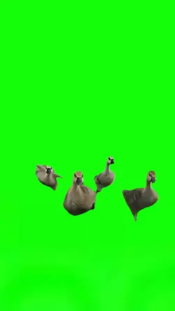 Ducks Running 