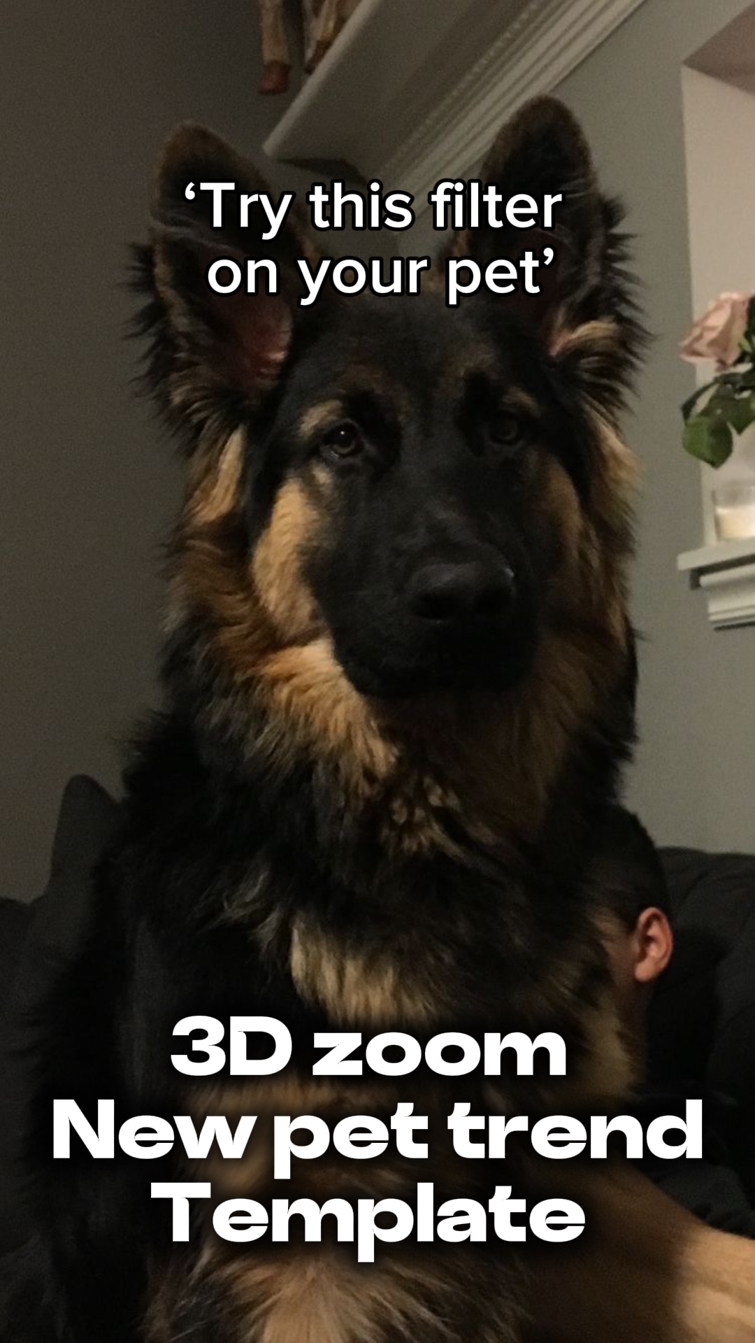 Tendência de zoom 3D para animais de estimação 🔥