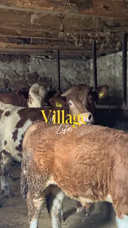 Village life dump