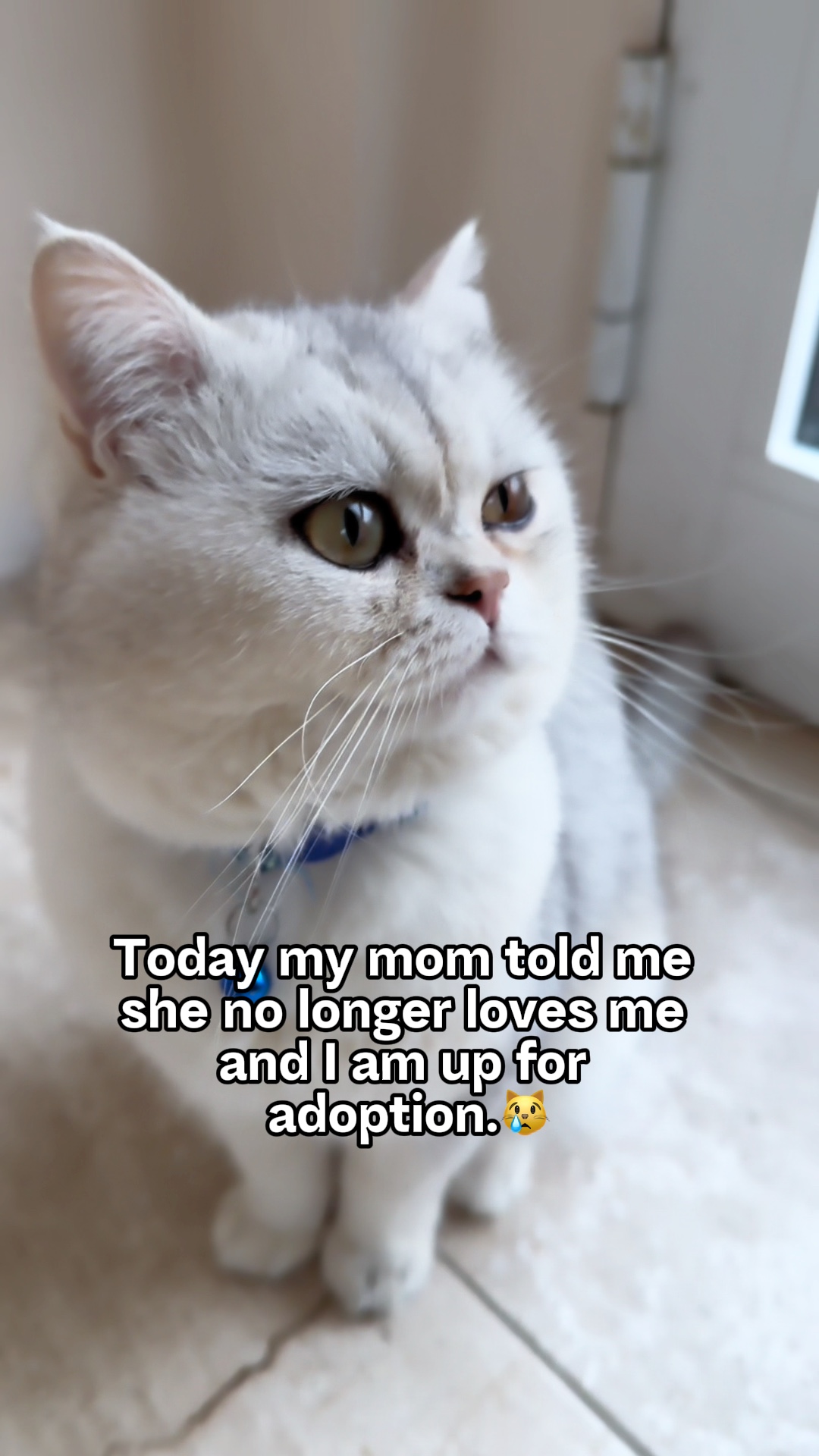 Mamãe não me ama😿