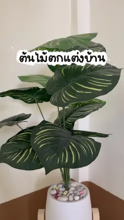 ต้นไม้ตกแต่งบ้าน