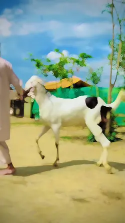 BAKRA EID JANWAR