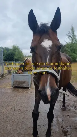 Vertrauen
