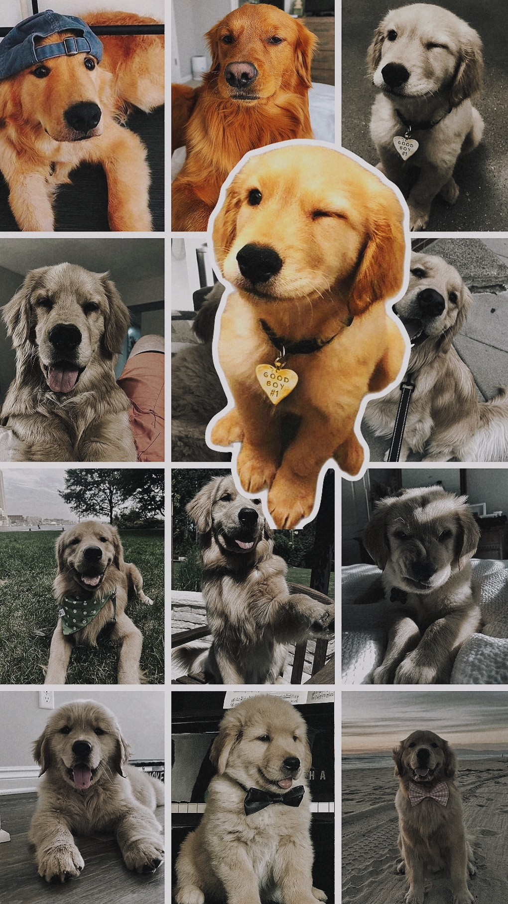 pet collage fun