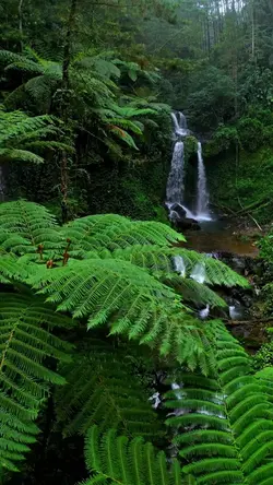 nature aesthetic