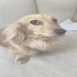 LET ME KNOOOW MEME