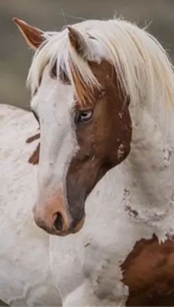 Horse transitions