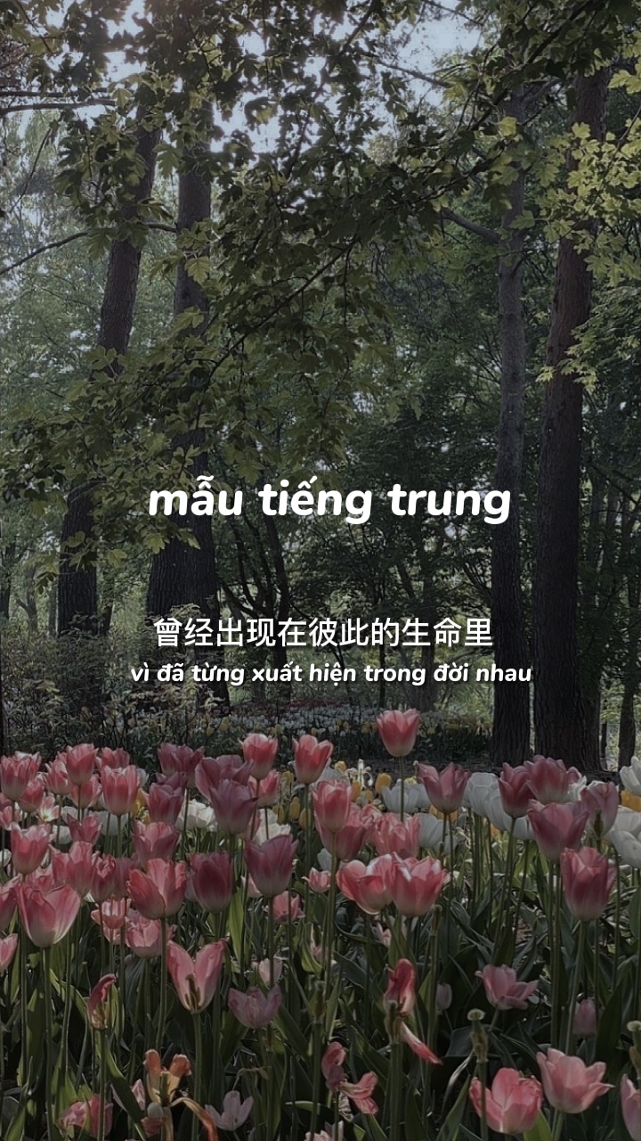 캡 ting trung