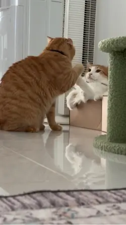 Kucing bunda corla