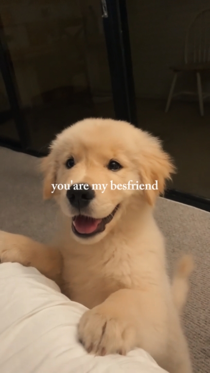 happy dog day