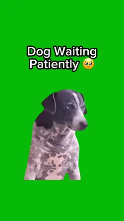Dog Waiting