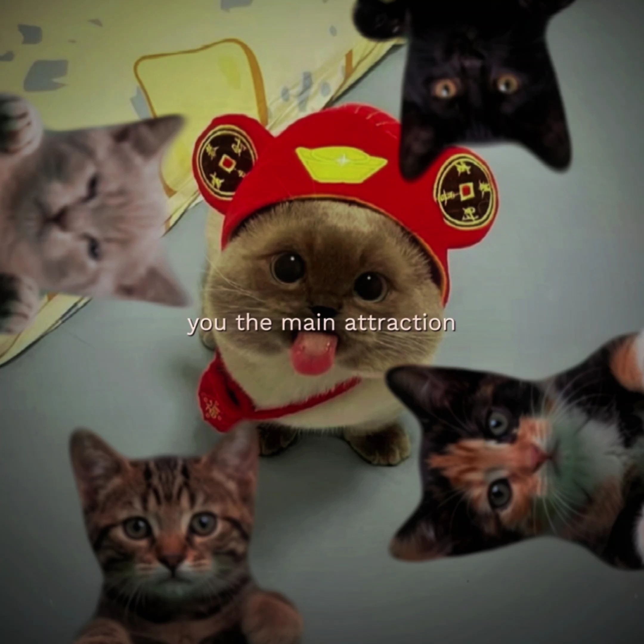 Cat Edit 