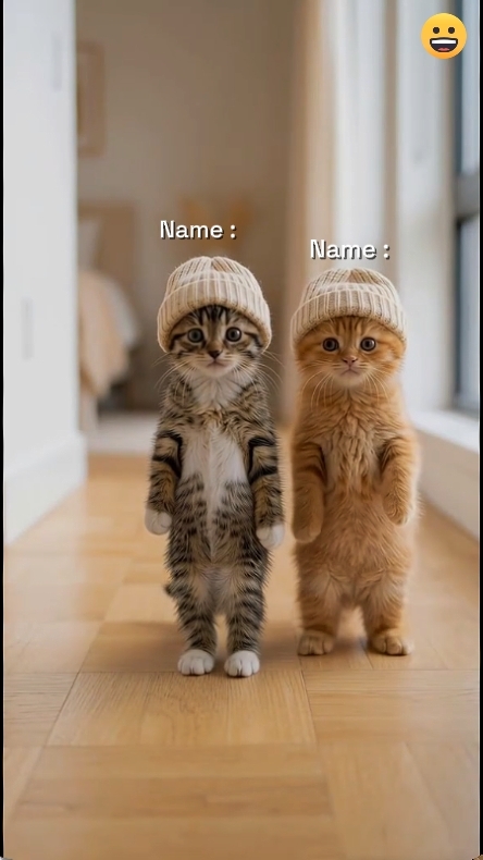 Cute Cat