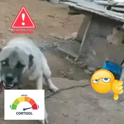 dawg cortisol ver