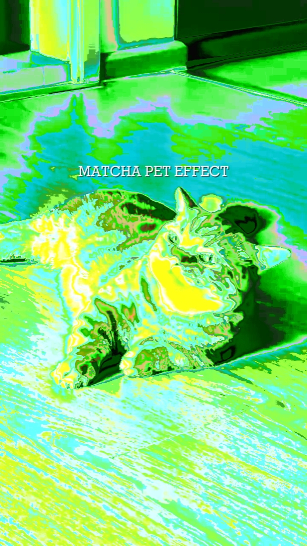 MATCHA PET ETKİSİ