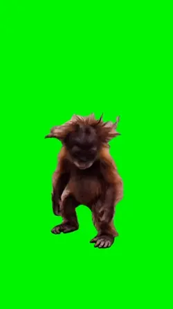 Monkey 