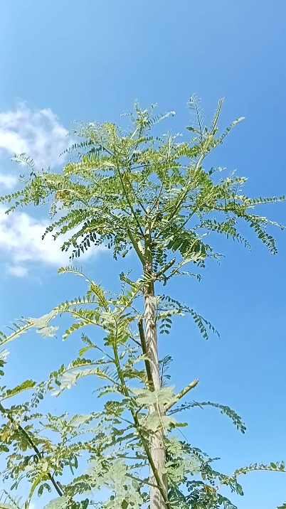 Mini Vlog