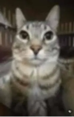 cat
