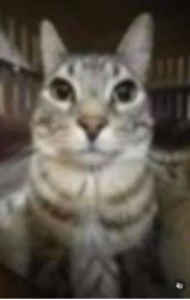 Gato
