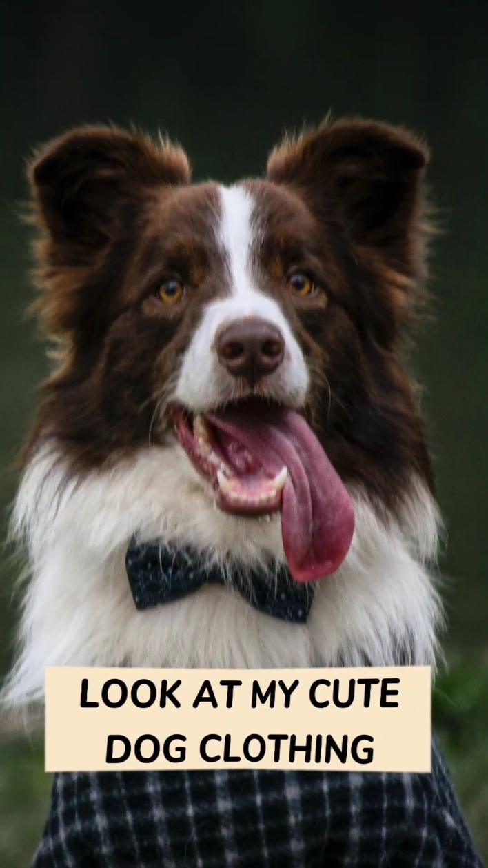 Promotion de vêtements pour animaux de compagnie dans le style Tiktok Beat Matching