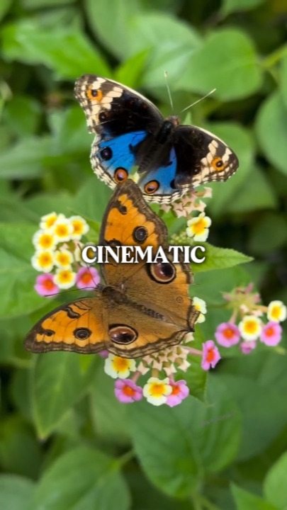 CINEMATIC