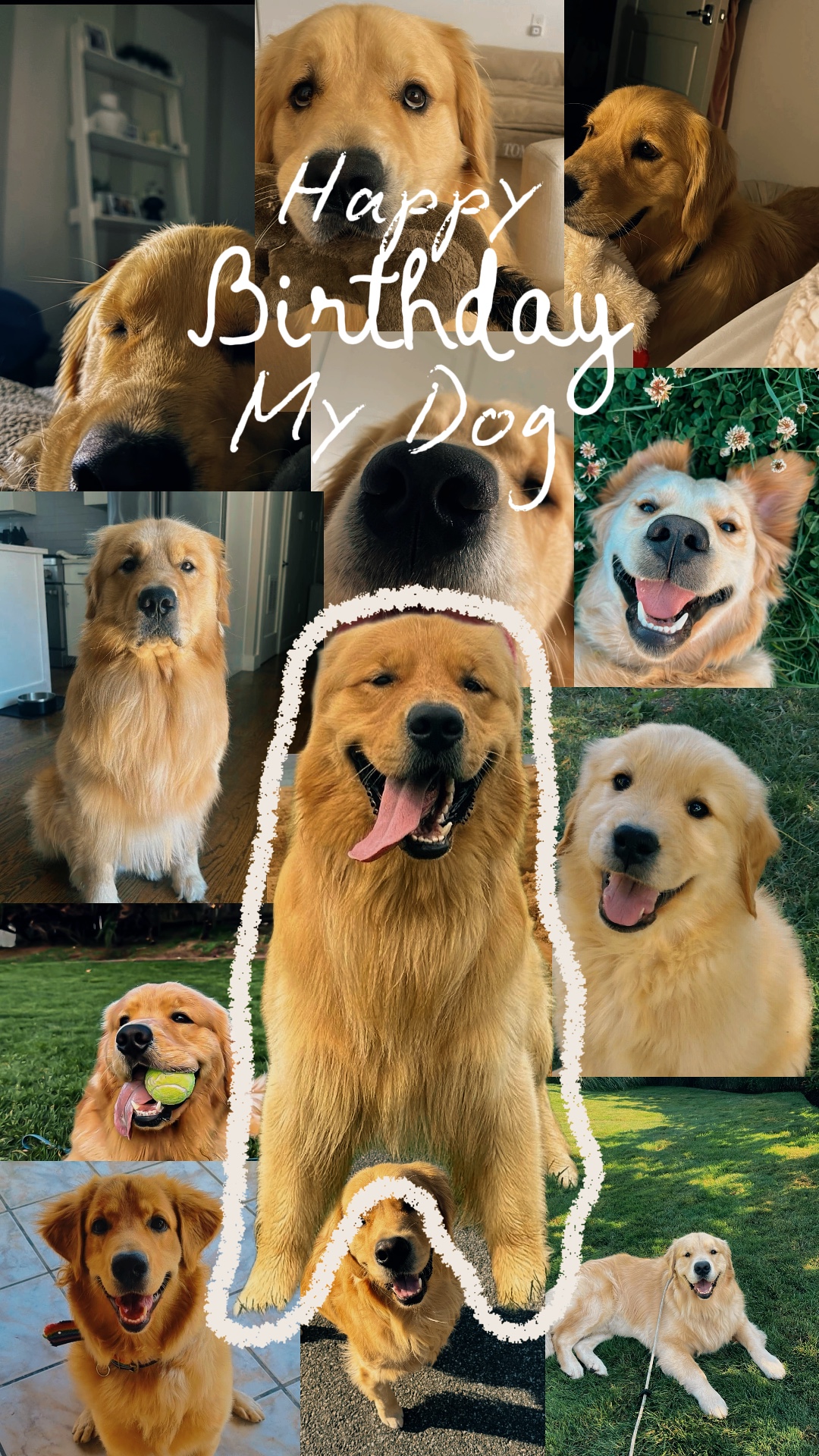 วันเกิด dog