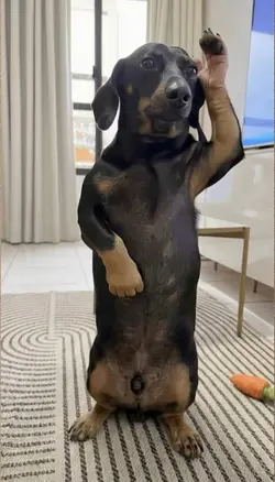dancing dog