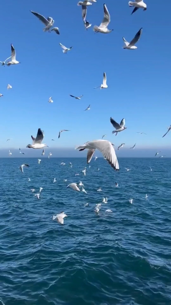 Birds Fying