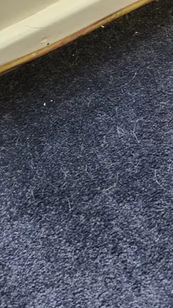 Cleaning Service